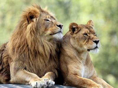 Lions at Spanish zoo test positive | HealthNews Next2Me